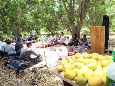 برگزاری برنامه ترویجی روز مزرعه انبه در شهرستان قصرقند استان سیستان و بلوچستان
