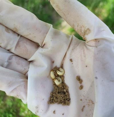 آغاز داده‌برداری طرح كنترل شیمیایی آفت سوسك چوبخوار خرما در بوشهر